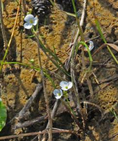 Fotografia da espécie Sagittaria isoetiformis