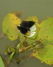 Fotografia da espécie Sagittaria guayanensis