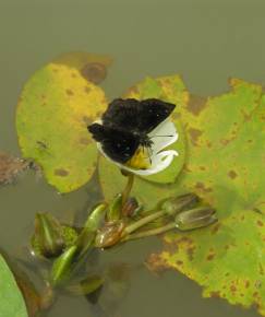 Fotografia da espécie Sagittaria guayanensis