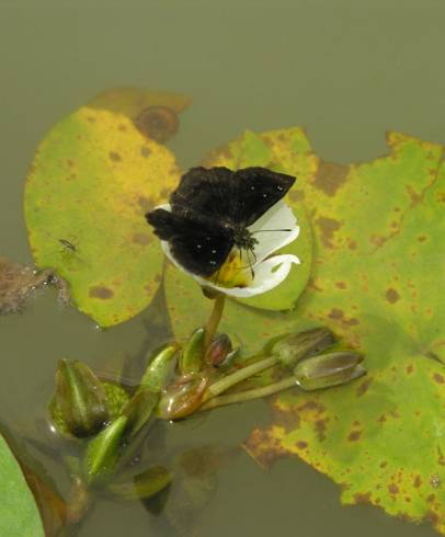 Fotografia de capa Sagittaria guayanensis - do Jardim Botânico