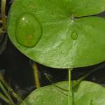 Fotografia 3 da espécie Sagittaria guayanensis do Jardim Botânico UTAD