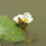 Fotografia 5 da espécie Sagittaria guayanensis do Jardim Botânico UTAD