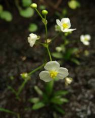 Fotografia da espécie Sagittaria fasciculata