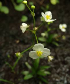 Fotografia da espécie Sagittaria fasciculata