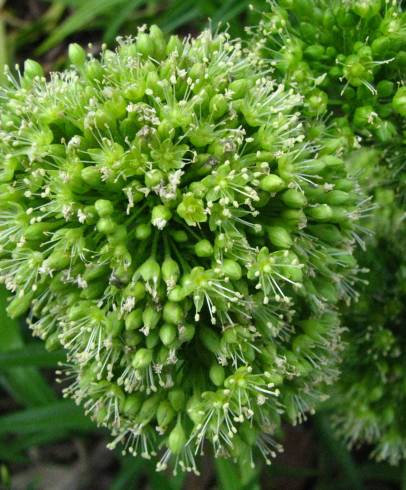 Fotografia de capa Schiedea globosa - do Jardim Botânico