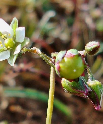 Fotografia de capa Spergula pentandra - do Jardim Botânico