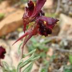 Fotografia 7 da espécie Linaria aeruginea subesp. aeruginea do Jardim Botânico UTAD