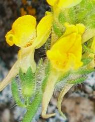 Linaria saxatilis