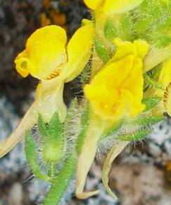 Fotografia da espécie Linaria saxatilis