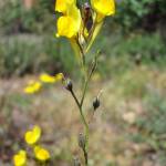 Fotografia 4 da espécie Linaria spartea do Jardim Botânico UTAD