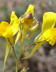 Linaria spartea