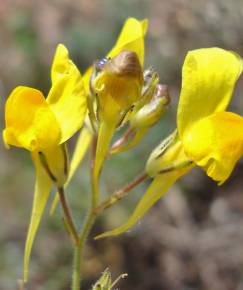 Fotografia da espécie Linaria spartea