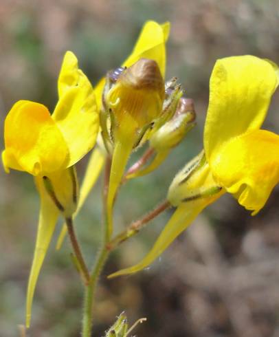 Fotografia de capa Linaria spartea - do Jardim Botânico