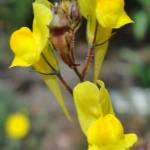 Fotografia 6 da espécie Linaria spartea do Jardim Botânico UTAD