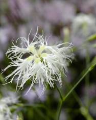 Fotografia da espécie Dianthus superbus