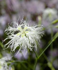 Fotografia da espécie Dianthus superbus