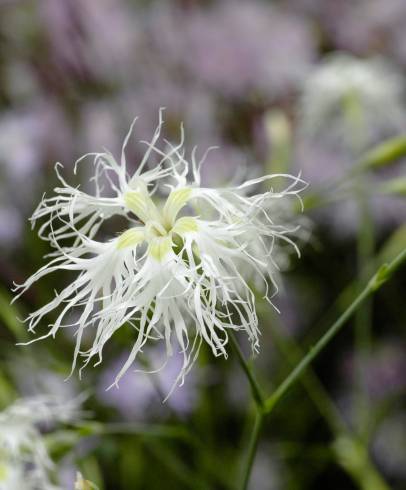 Fotografia de capa Dianthus superbus - do Jardim Botânico