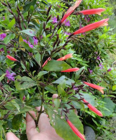 Fotografia de capa Justicia x penrhosiensis - do Jardim Botânico