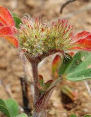 Trifolium striatum subesp. striatum