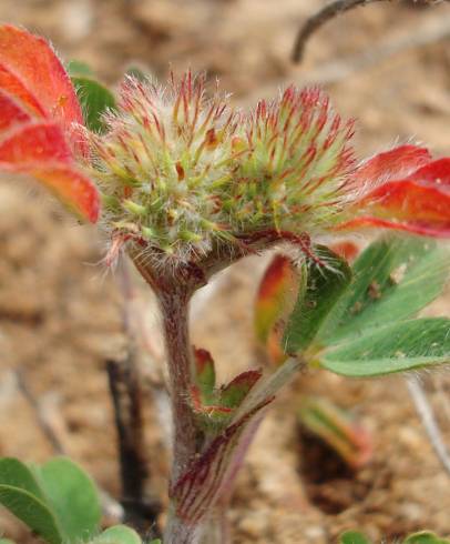 Fotografia de capa Trifolium striatum subesp. striatum - do Jardim Botânico