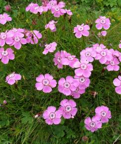 Fotografia da espécie Dianthus alpinus