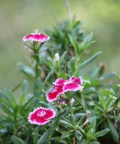 Fotografia da espécie Dianthus chinensis