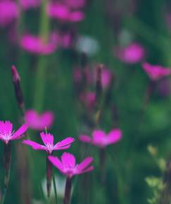 Fotografia da espécie Dianthus deltoides