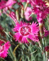 Fotografia da espécie Dianthus gratianopolitanus