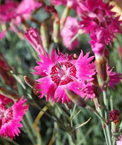 Fotografia da espécie Dianthus gratianopolitanus