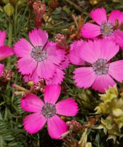 Fotografia da espécie Dianthus pavonius