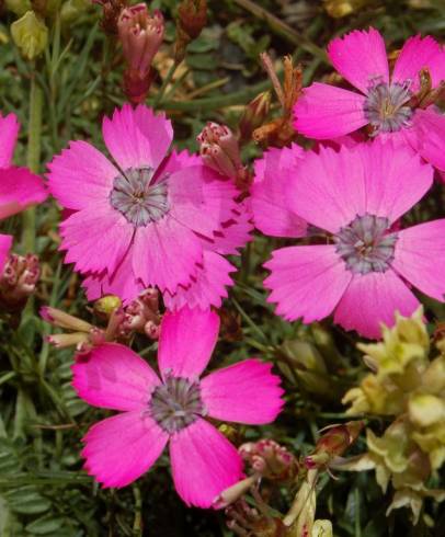 Fotografia de capa Dianthus pavonius - do Jardim Botânico