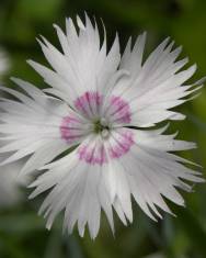 Fotografia da espécie Dianthus plumarius