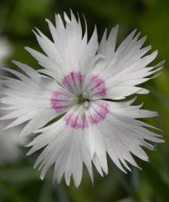 Fotografia da espécie Dianthus plumarius