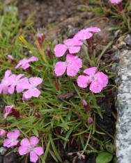 Fotografia da espécie Dianthus glacialis