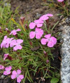 Fotografia da espécie Dianthus glacialis