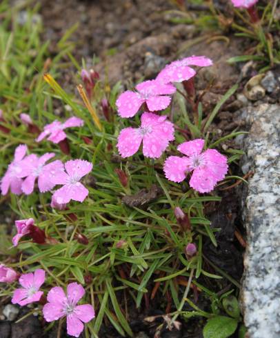 Fotografia de capa Dianthus glacialis - do Jardim Botânico