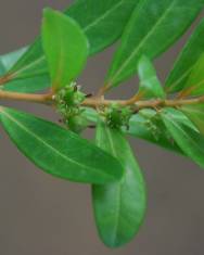 Fotografia da espécie Buxus vahlii