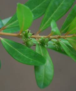 Fotografia da espécie Buxus vahlii