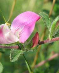 Fotografia da espécie Ononis spinosa subesp. hircina