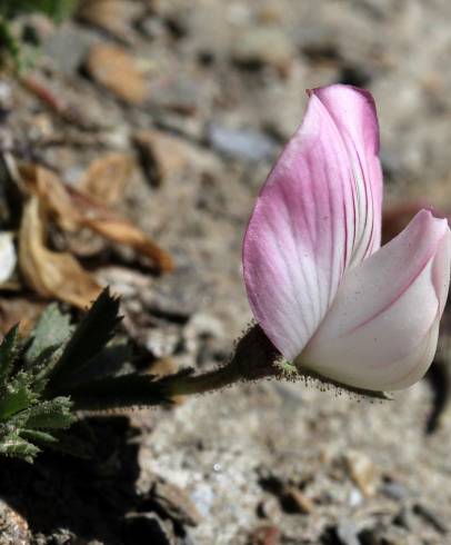 Fotografia de capa Ononis cristata - do Jardim Botânico