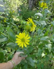 Silphium asperrimum