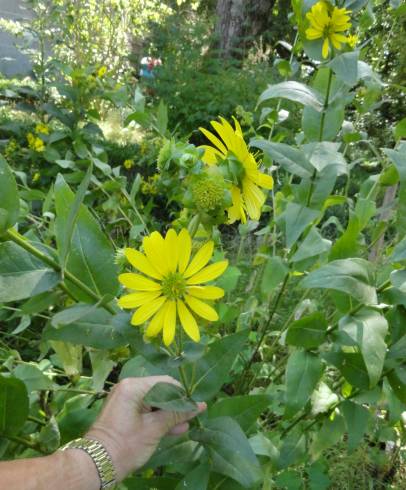 Fotografia de capa Silphium asperrimum - do Jardim Botânico