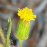 Fotografia 9 da espécie Senecio lividus do Jardim Botânico UTAD