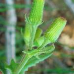 Fotografia 13 da espécie Senecio lividus do Jardim Botânico UTAD