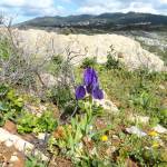 Fotografia 9 da espécie Iris subbiflora do Jardim Botânico UTAD