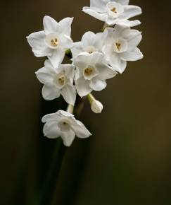 Fotografia da espécie Narcissus papyraceus