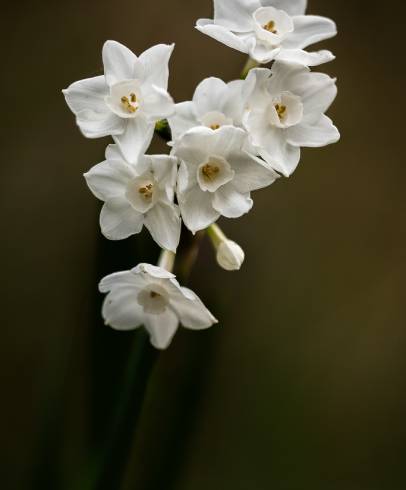 Fotografia de capa Narcissus papyraceus - do Jardim Botânico