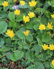 Ranunculus bullatus