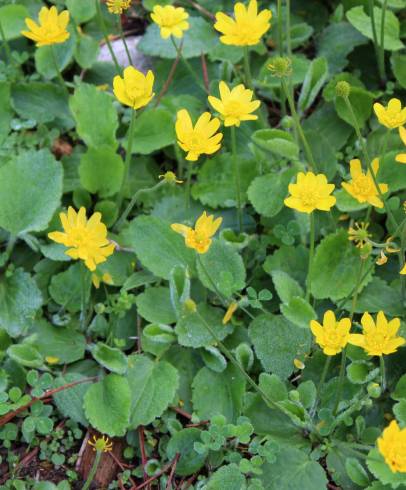 Fotografia de capa Ranunculus bullatus - do Jardim Botânico