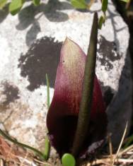 Fotografia da espécie Biarum tenuifolium subesp. arundanum